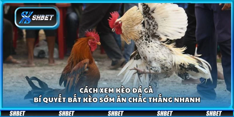 Cách xem kèo đá gà - Bí quyết bắt kèo sớm ăn chắc thắng nhanh