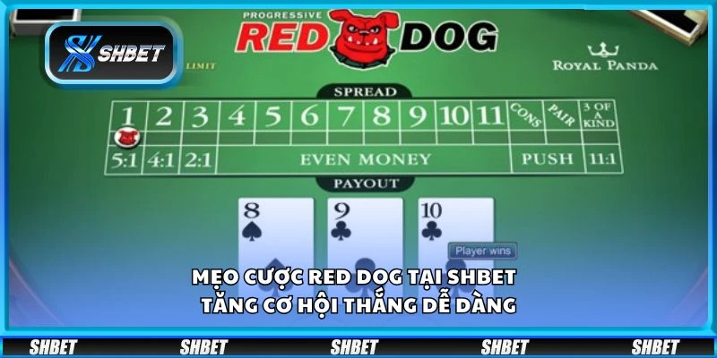 Mẹo cược Red Dog tại Shbet - Tăng cơ hội thắng dễ dàng